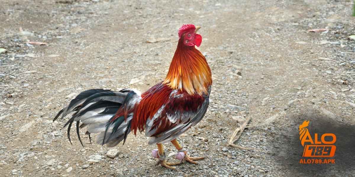 Cách nhận biết gà đá hay cực chuẩn qua ngoại hình